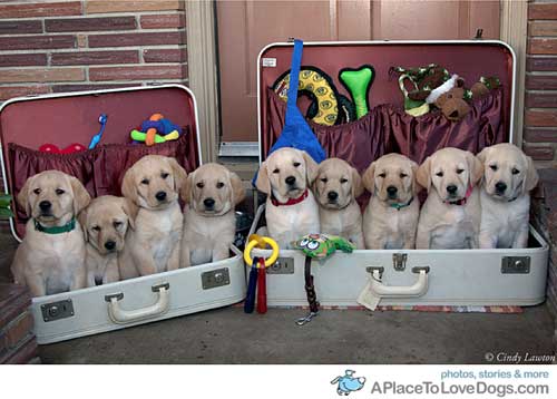 Perros en maleta
